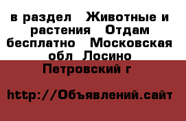  в раздел : Животные и растения » Отдам бесплатно . Московская обл.,Лосино-Петровский г.